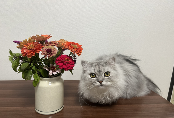 株式会社ネコハナ